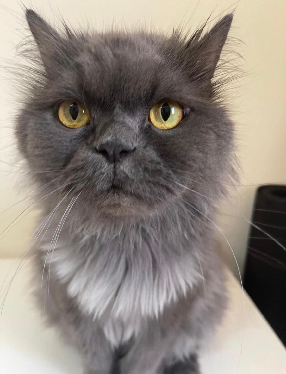 Zinj, Pet Supplies, Cats For Adoption (free)