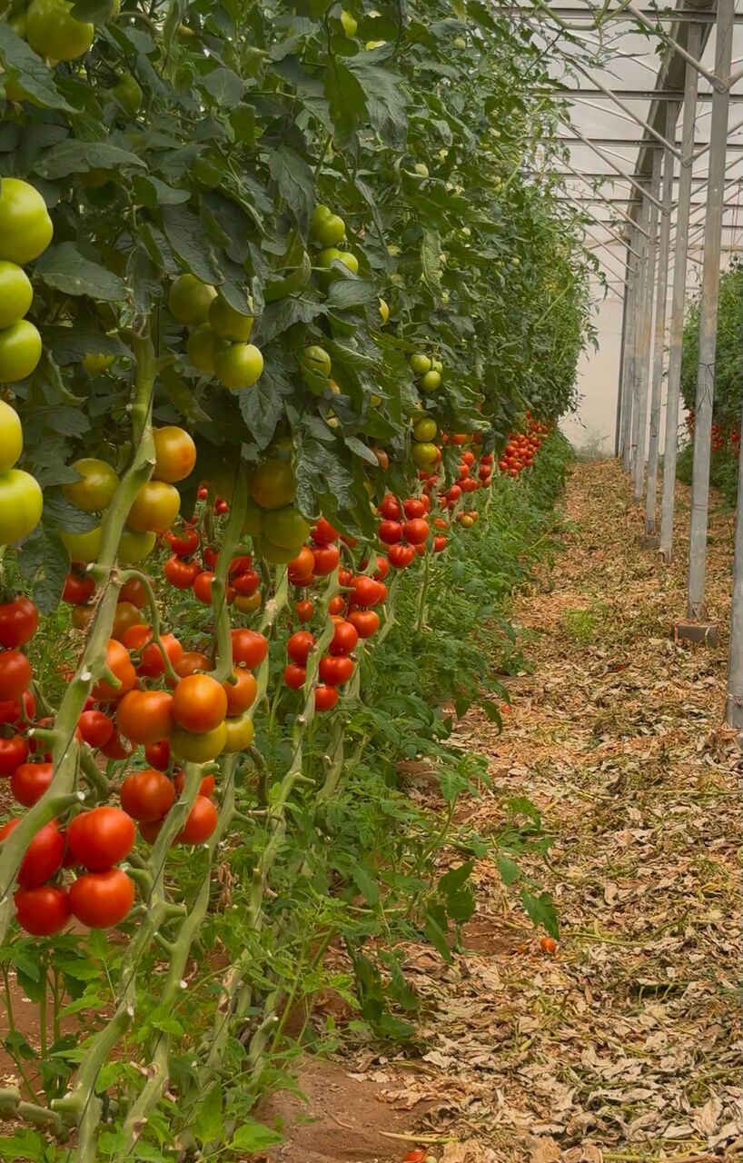 Riyadh, Farm/Garden, Evergreen Gardening & Farming الزراعة والبستنة دائمة الخضرة