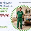 Cockroach Exterminator In Orange County | Malang Pest Control