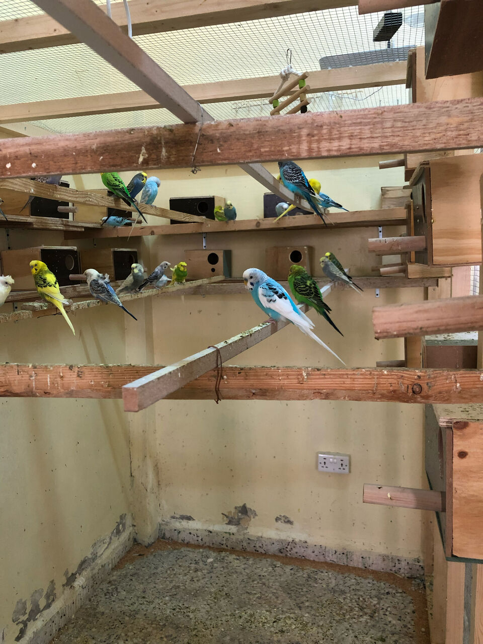 Dammam, Pet Supplies, SAR 100,  Budgies Bird Parrot For Sale