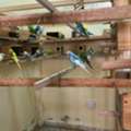 SAR 100,  Budgies Bird Parrot For Sale