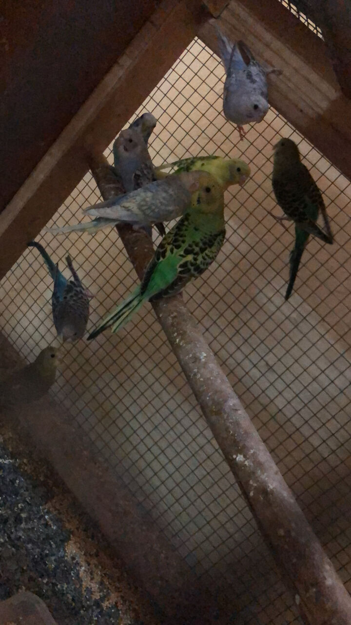 Dammam, Pet Supplies, SAR 100,  Budgies Bird Parrot For Sale