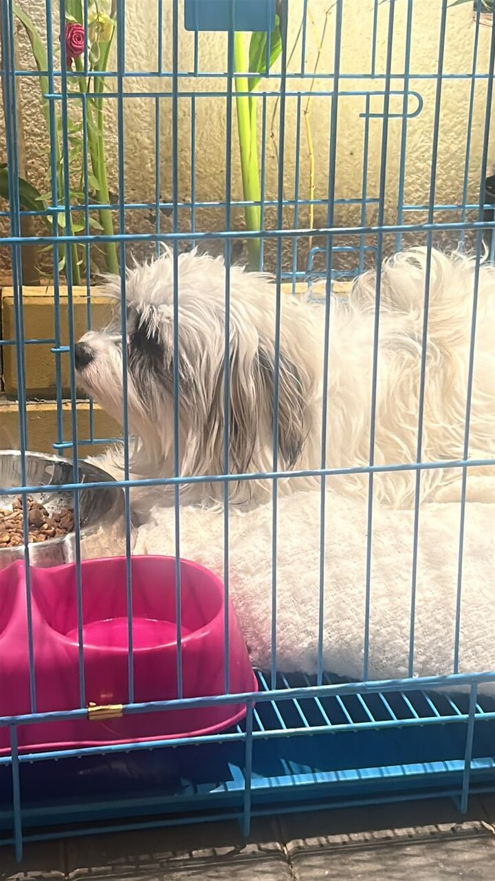 Sulai, Pet Supplies, SAR 1500,  Selling Purebreed Maltese Dog