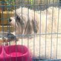 SAR 1500,  Selling Purebreed Maltese Dog