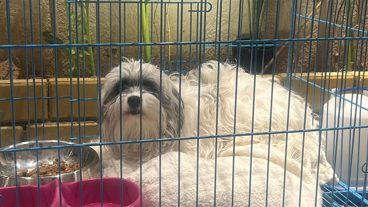 Sulai, Pet Supplies, SAR 1500,  Selling Purebreed Maltese Dog