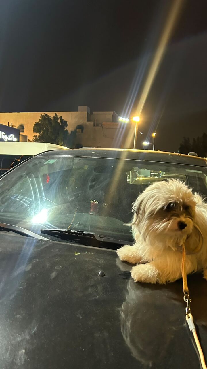 Sulai, Pet Supplies, SAR 1500,  Selling Purebreed Maltese Dog