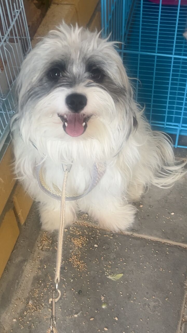 Sulai, Pet Supplies, SAR 1500,  Selling Purebreed Maltese Dog