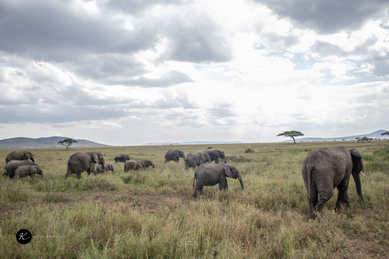 Miami, Travel, Kenya Safaris: Best Parks, Seasons & Package Costs Explained