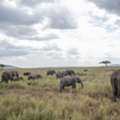 Kenya Safaris: Best Parks, Seasons & Package Costs Explained