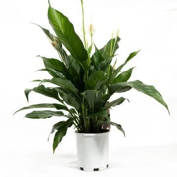 Melbourne, Florist, Flora Plant On Chapel