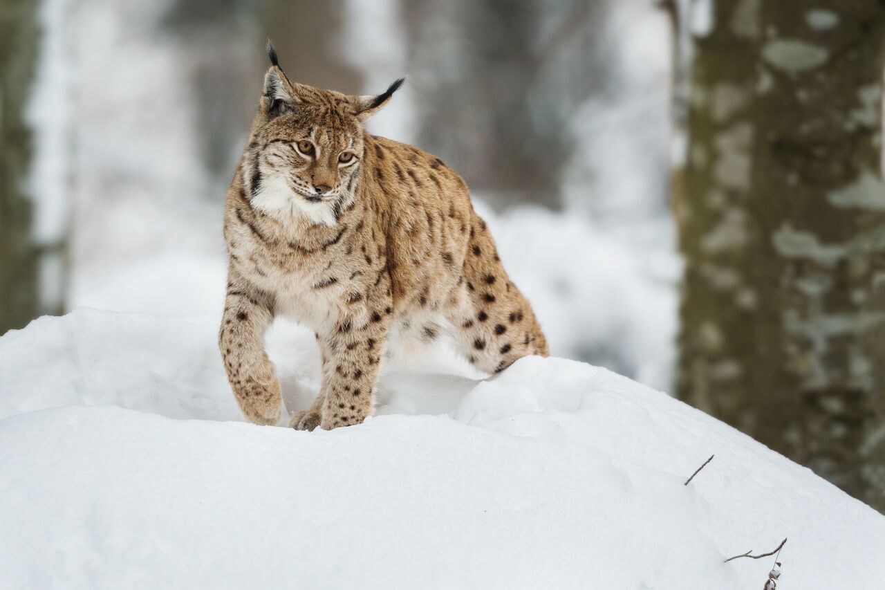 Mumbai, Travel, Snow Leopard Expedition In Spiti | Wildlife Adventure Tour