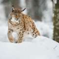 Snow Leopard Expedition In Spiti | Wildlife Adventure Tour