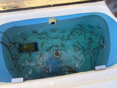 Tbilisi, Business, Advanced Live Bait Care Solutions For Cleaner, Healthier Livewells
