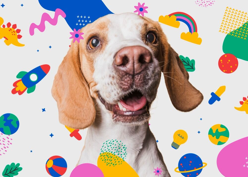 New York, Business, Dental Care For Dogs | Pet PAWZitive