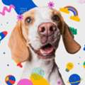 Dental Care For Dogs | Pet PAWZitive