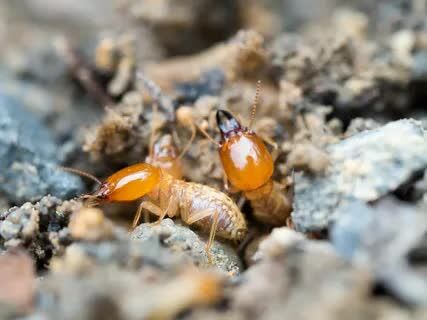 New York, Pest Control, Professional Insight For Property Concerns From A Formosan Expert Consultant