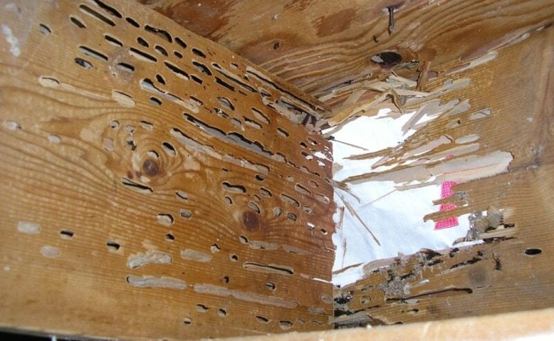 New York, Pest Control, Get Expert Guidance From A Wood Destroying Fungus Treatment Consultant