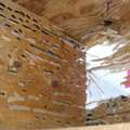 Get Expert Guidance From A Wood Destroying Fungus Treatment Consultant