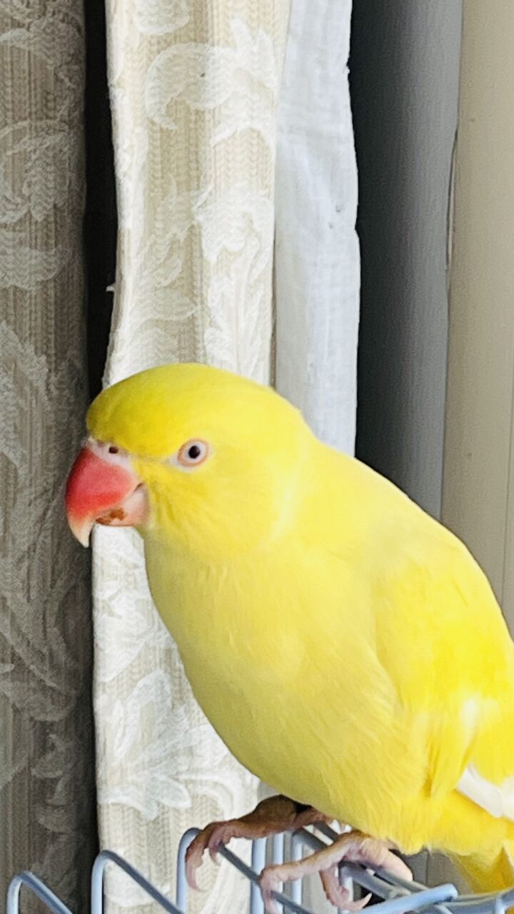 Tubli, Pet Supplies, BHD 70,  Yellow Talking Parrot