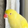 BHD 70,  Yellow Talking Parrot