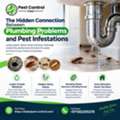 The Hidden Connection Between Plumbing Problems And Pest Infestations