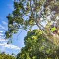Tree Removal Milang