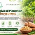 Sandalwood Plantation Investment