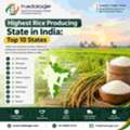 INR 25,  Highest Rice Producing State In India: Top 10 States