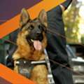 Professional K9 Security Services Across The UK