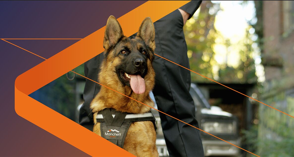 London, Business, Steel Sheeting And Security Dog Services For Site Protection
