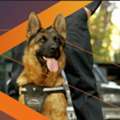 Steel Sheeting And Security Dog Services For Site Protection