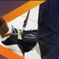 Professional Search & Detection Dogs In Sevenoaks