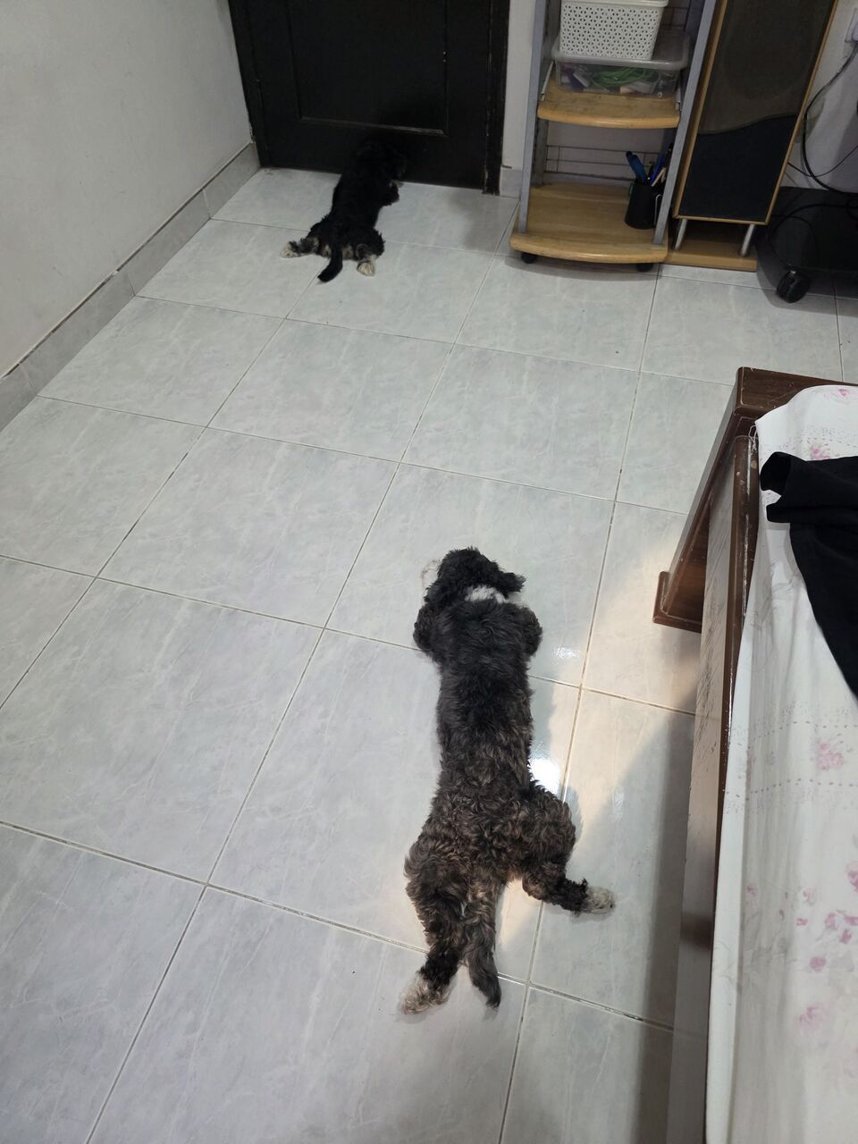 Manama, Pet Adoption, Puppies For Adoption