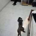 Puppies For Adoption