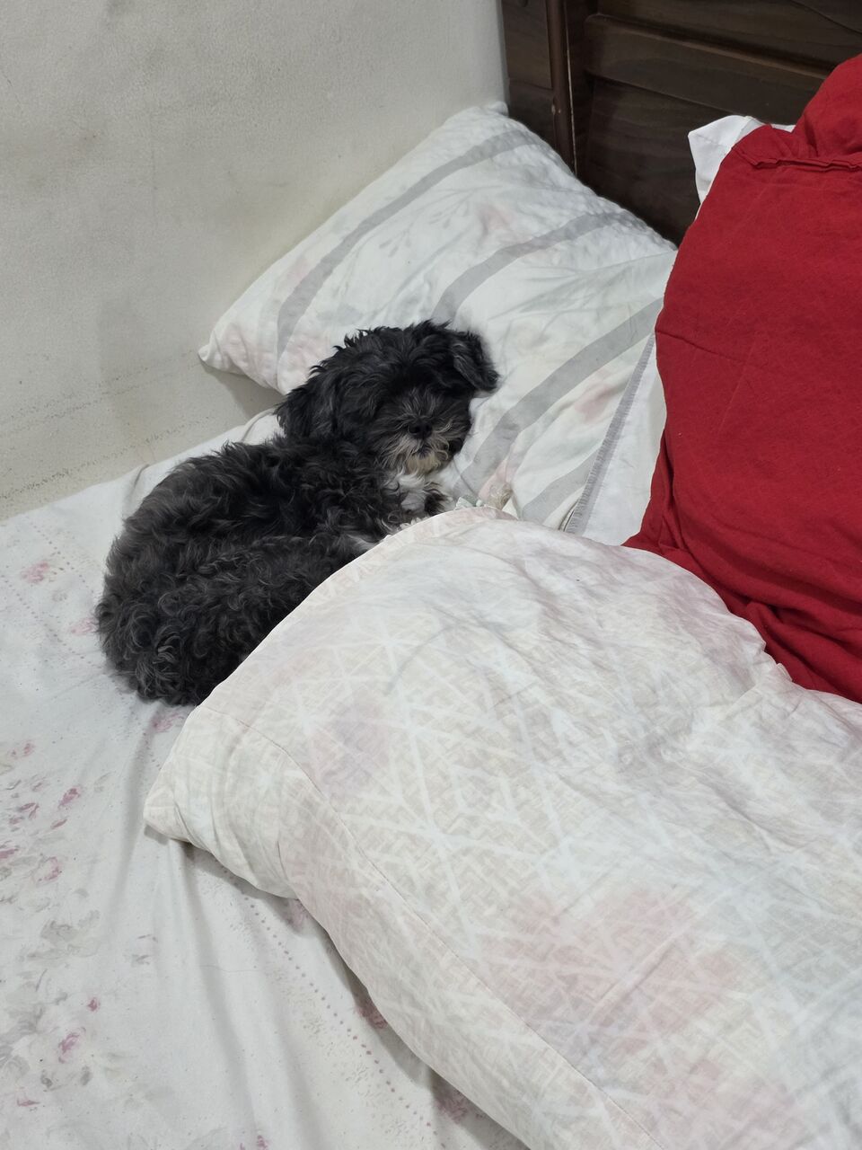 Manama, Pet Adoption, Puppies For Adoption