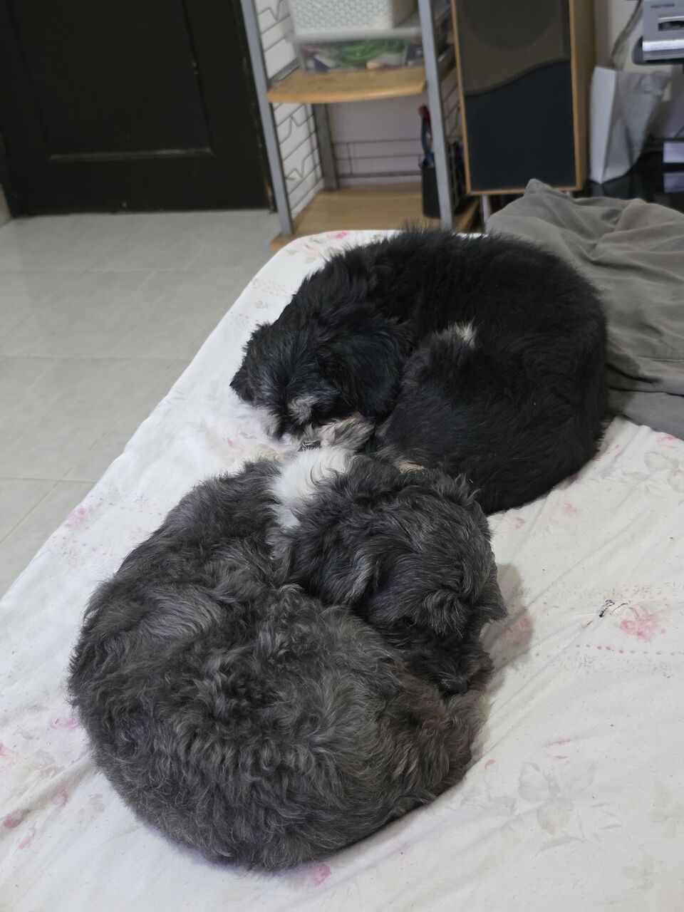 Manama, Pet Adoption, Puppies For Adoption
