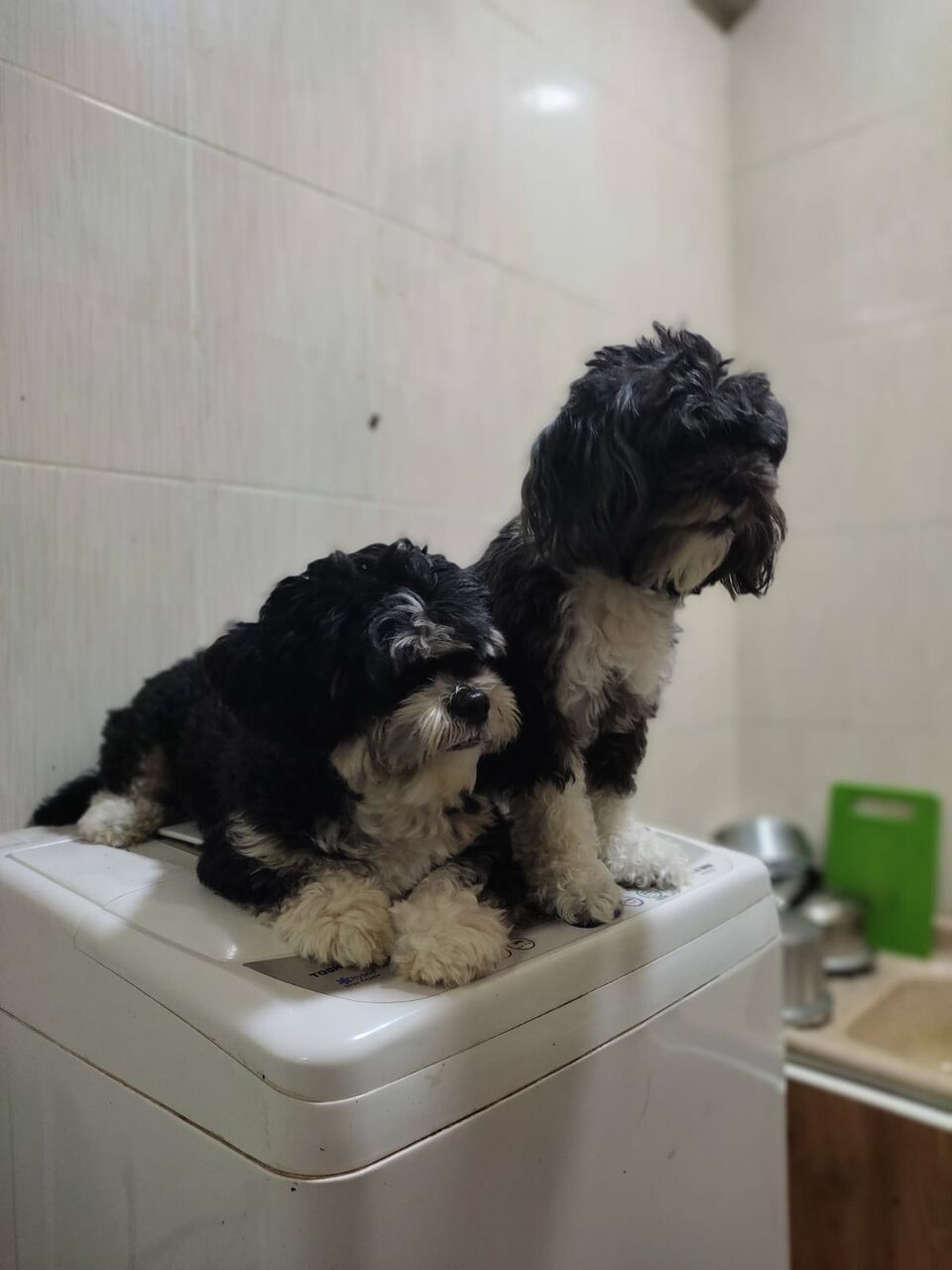 Manama, Pet Adoption, Puppies For Adoption