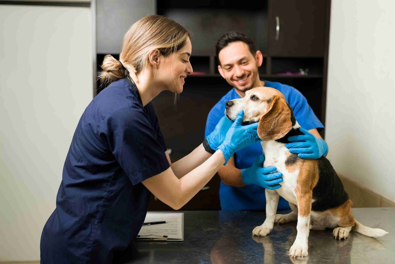 Victoria, Business, Veterinarian Victoria BC For Trusted Pet Care Services