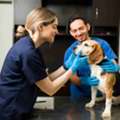 Veterinarian Victoria BC For Trusted Pet Care Services