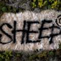 SHEEP Denver | Four-Course Open-Fire Tasting Menu In Cherry Creek