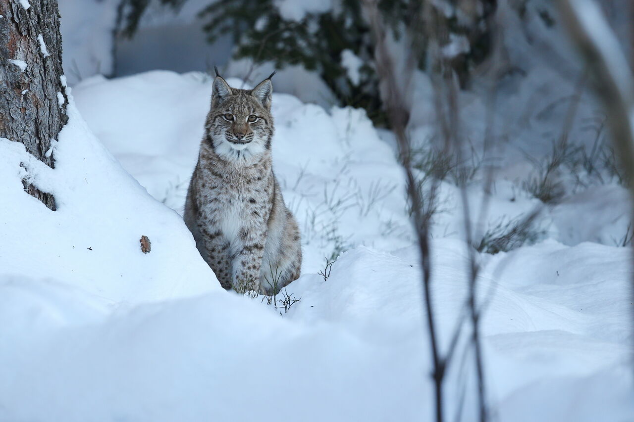 Mumbai, Travel, Snow Leopard Tours In Spiti Valley | Himalayan Wildlife Tour