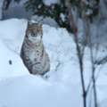 Snow Leopard Tours In Spiti Valley | Himalayan Wildlife Tour
