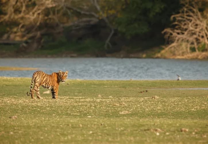 Thane, Travel, Guided Wildlife Safari Thane