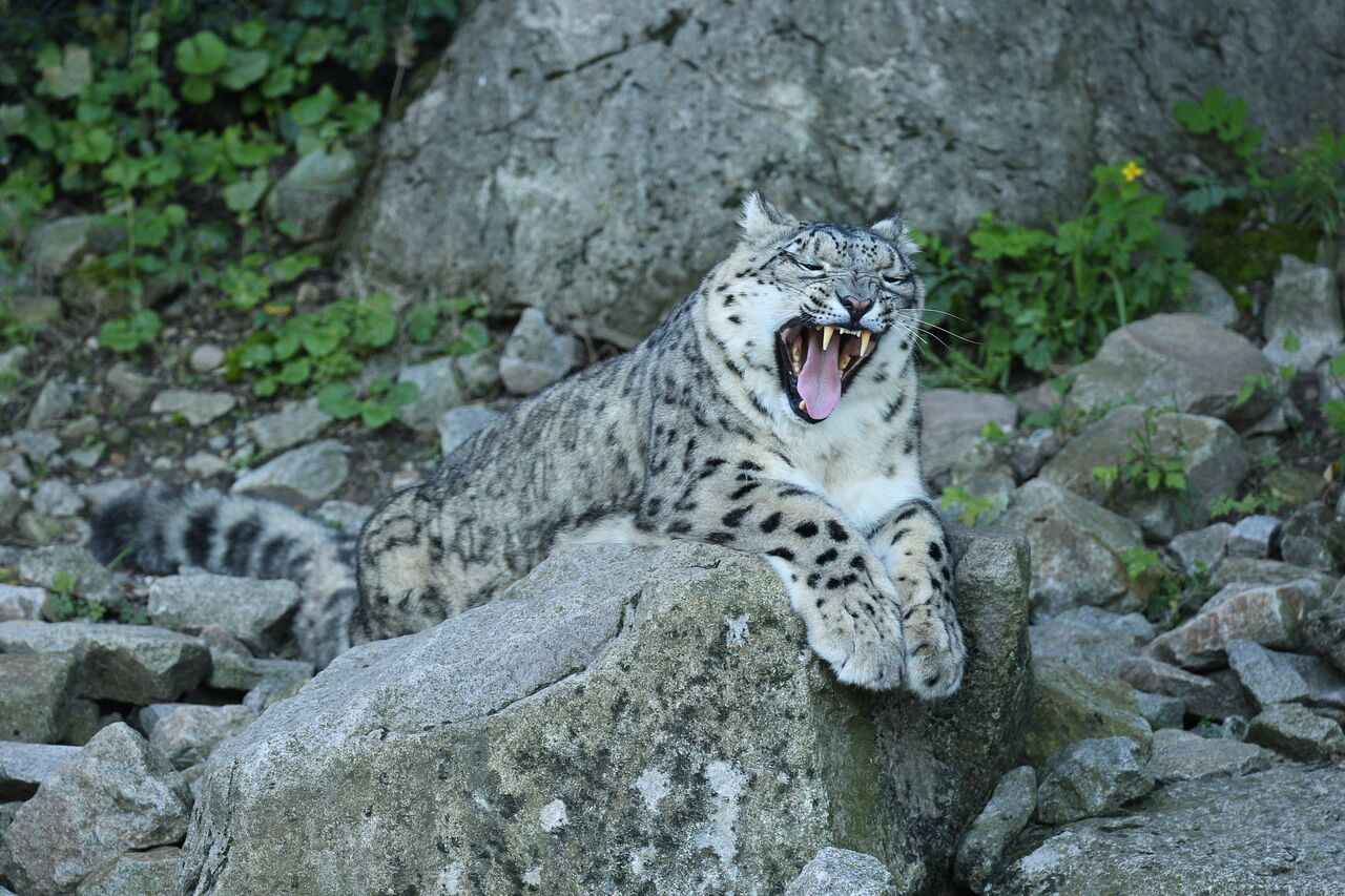 Mumbai, Travel, Snow Leopard Expedition Spiti: Winter Wildlife Adventure