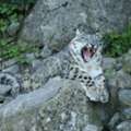Snow Leopard Expedition Spiti: Winter Wildlife Adventure