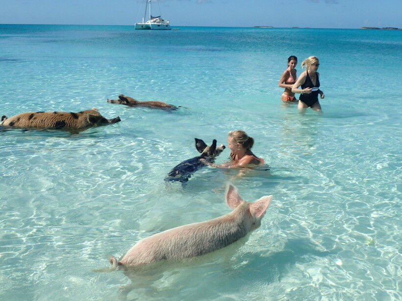 Bahamas, Travel, Make Unforgettable Island Fun Swim With Pigs In Freeport, Bahamas