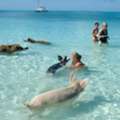 Make Unforgettable Island Fun Swim With Pigs In Freeport, Bahamas