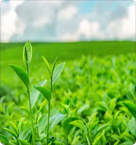 Indore, Farm & Garden, INR 50000,  Agro Chemicals & Emulsifiers For Agricultural Formulations