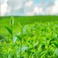INR 50000,  Agro Chemicals & Emulsifiers For Agricultural Formulations