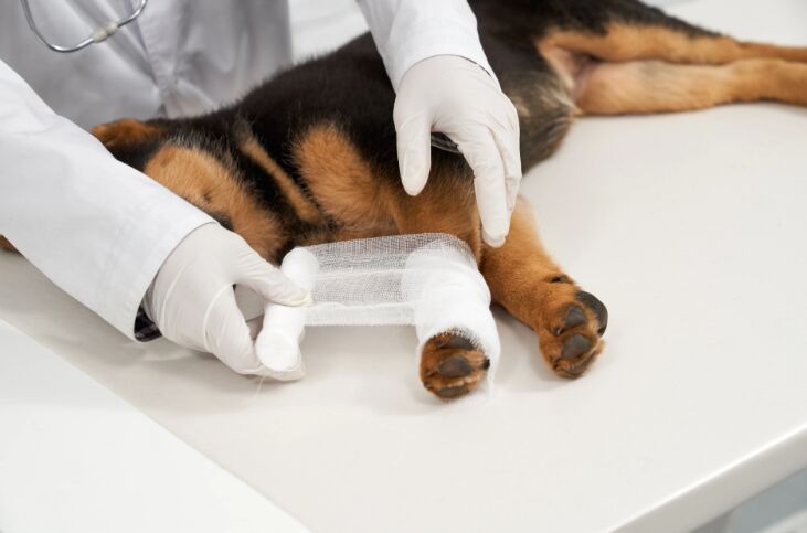 Toronto, Health, Find An Animal Emergency Clinic After Hours